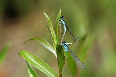 Tnica wytworna - (Ischnura elegans) - Blue-tailed Damselfly