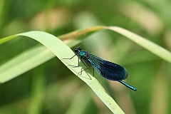 witezianka byszczca - (Calopteryx splendens) - Banded Demoiselle