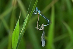 Pirong zwyky - (Platycnemis pennipes) - White-legged Damselfly, Blue Featherleg