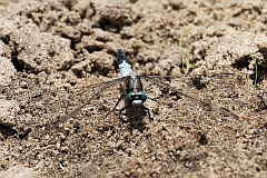 Lecicha pospolita - (Orthetrum cancellatum) - Black-tailed Skimmer