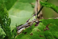 Konik wsacz, konik kowy - (Chorthippus parallelus) - Meadow Grasshopper