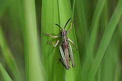 Konik wsacz, konik kowy - (Chorthippus parallelus) - Meadow Grasshopper