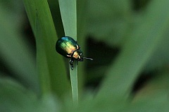 Zotka jasnotowa - (Chrysolina fastuosa Scop.) - -