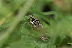 Podatczyn Roesela - (Metrioptera roeselii) - Roesel's bush-cricket