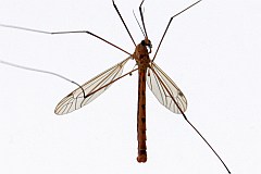 Koziuka warzywna, komarnica warzywna - (Tipula oleracea) - Tipula oleracea