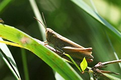 Konik wsacz, konik kowy - (Chorthippus parallelus) - Meadow Grasshopper