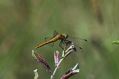 Szablak krwisty - (Sympetrum sanguineum) - Ruddy Darter