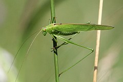 Dugoskrzydlak sierposz - (Phaneroptera falcata) - Sickle-bearing Bush Cricket