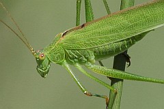 Dugoskrzydlak sierposz - (Phaneroptera falcata) - Sickle-bearing Bush Cricket