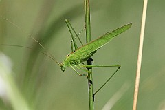 Dugoskrzydlak sierposz - (Phaneroptera falcata) - Sickle-bearing Bush Cricket