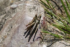 Konik brunatny - (Chorthippus brunneus) - Common field grasshopper