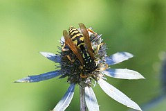 Osa - (Vespula) - Wasp