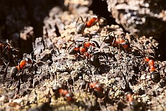 Mrwka rudnica - (Formica rufa) - Southern wood ant, Horse ant