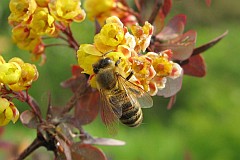 Pszczoa miodna - (Apis mellifera L., syn. Apis mellifica L.) - Western Honey Bee