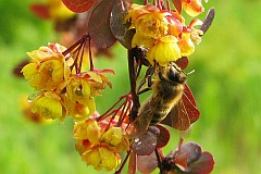 Pszczoa miodna - (Apis mellifera L., syn. Apis mellifica L.) - Western honey bee