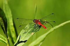 Szablak krwisty - (Sympetrum sanguineum) - Ruddy Darter