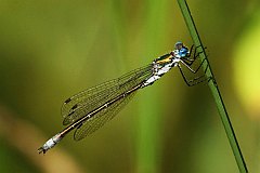 Patka niebieskooka - (Lestes dryas) - Emerald Spreadwing