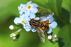 Bzygowate - (Helophilus affinis) - Hoverfly