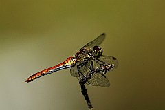 Szablak szkocki - (Sympetrum danae) - Black Darter