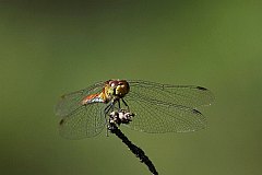 Szablak szkocki - (Sympetrum danae) - Black Darter