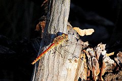 Szablak szkocki - (Sympetrum danae) - Black Darter