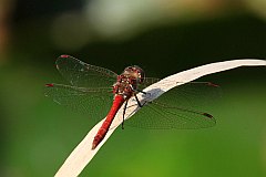 Szablak krwisty - (Sympetrum sanguineum) - Ruddy Darter