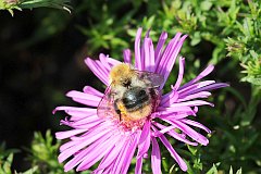 Trzmiel - (Bombus) - Bumble bee