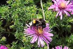 Trzmiel ziemny - (Bombus terrestris L.) - Buff-tailed bumblebee