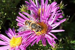 Bzygowate - (Syrphidae) - Hoverfly