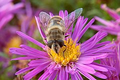 Bzygowate - (Syrphidae) - Hoverfly