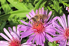 Pszczoa miodna - (Apis mellifera L., syn. Apis mellifica L.) - Western Honey Bee