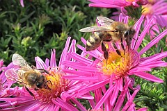 Pszczoa miodna - (Apis mellifera L., syn. Apis mellifica L.) - Western Honey Bee