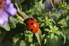 Biedronka siedmiokropka - (Coccinella septempunctata) - Seven-spotted ladybug