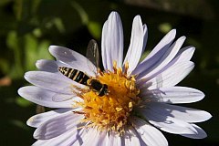 Bzygowate - (Sphaerophoria scripta) - Hoverfly