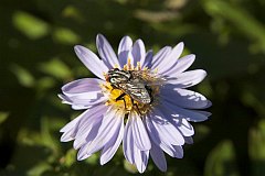 cierwica miswka - (Sarcophaga carnaria) - Flesh Fly