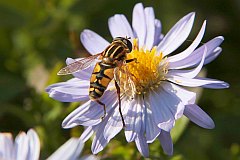 Bzygowate - (Helophilus affinis) - Hoverfly