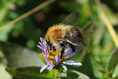 Trzmiel rnobarwny - (Bombus soroeensis) - Broken-belted Humble-bee