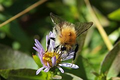 Trzmiel rnobarwny - (Bombus soroeensis) - Broken-belted Humble-bee