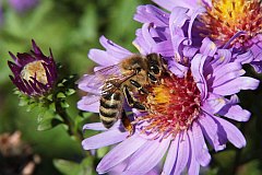 Pszczoa miodna - (Apis mellifera L., syn. Apis mellifica L.) - Western honey bee