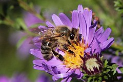 Pszczoa miodna - (Apis mellifera L., syn. Apis mellifica L.) - Western honey bee