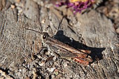 Konik brunatny - (Chorthippus brunneus) - Common field grasshopper