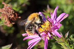 Trzmiel rnobarwny - (Bombus soroeensis) - Broken-belted Humble-bee