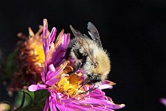 Trzmiel - (Bombus) - Bumble bee