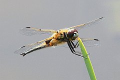 Waka czteroplama - (Libellula quadrimaculata) - Four-spotted Chaser