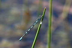 tka dzieweczka - (Coenagrion puella) - Azure Damselfly