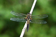 Waka czteroplama - (Libellula quadrimaculata) - Four-spotted Chaser