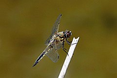 Waka czteroplama - (Libellula quadrimaculata) - Four-spotted Chaser