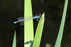 Oczobarwnica wiksza - (Erythromma najas) - Red-eyed Damselfly