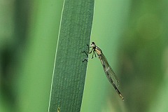 Nimfa stawowa - (Enallagma cyathigerum) - Common Blue Damselfly