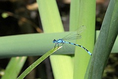 tka stawowa - (Coenagrion hastulatum) - Northern Damselfly